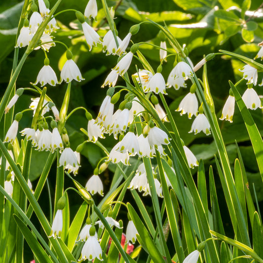 Leucojum aestivum 'Gravetye Giant'