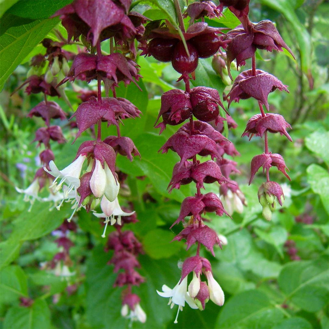 Leycesteria formosa – Barnsdale Gardens