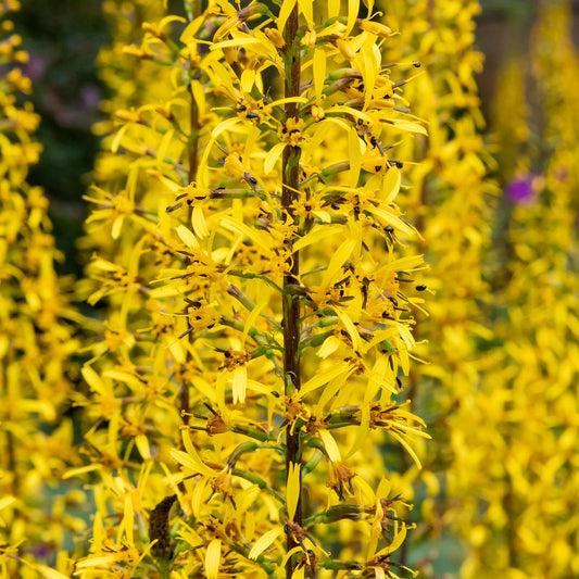 Ligularia przewalskii close up
