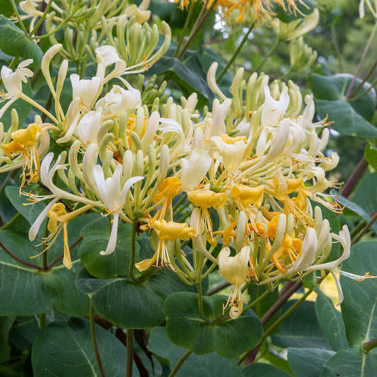 Lonicera etrusca 'Michael Rosse'