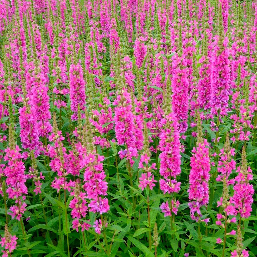 Lythrum salicaria 'Robert'
