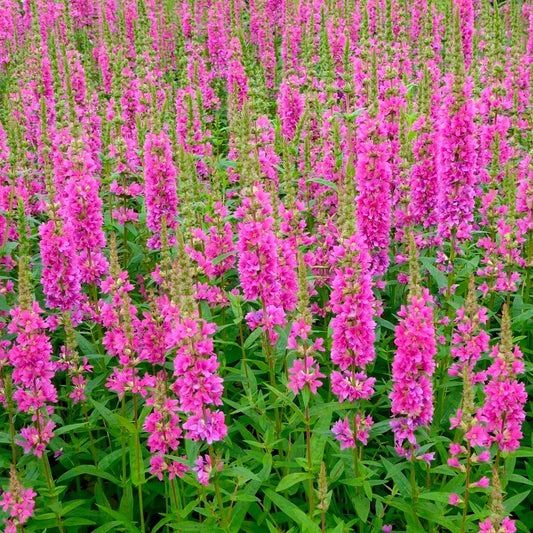 Lythrum salicaria 'Robert'