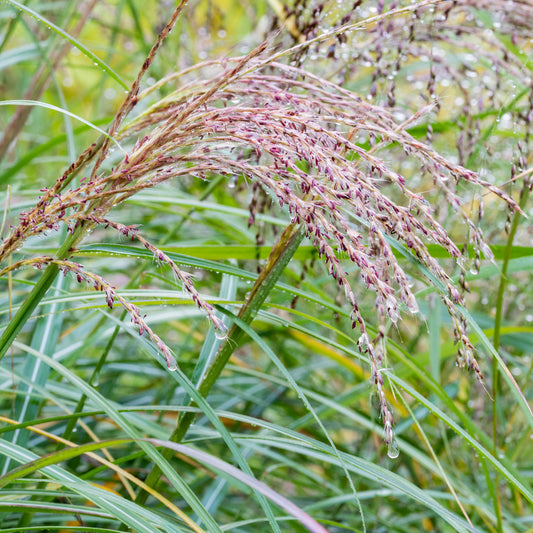 Miscanthus sinensis 'Malepartus'