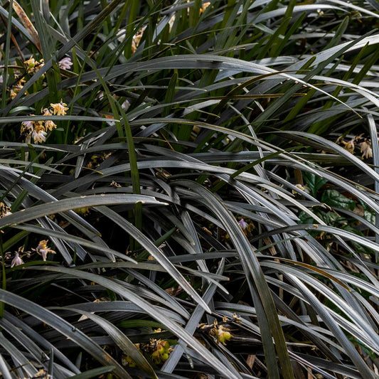 Ophiopogon planiscapus 'Nigrescens' (AKA: Ophiopogon planiscapus 'Kokuryu'; mondo grass 'Kokuryu'; Ophiopogon planiscapus 'Black Dragon')