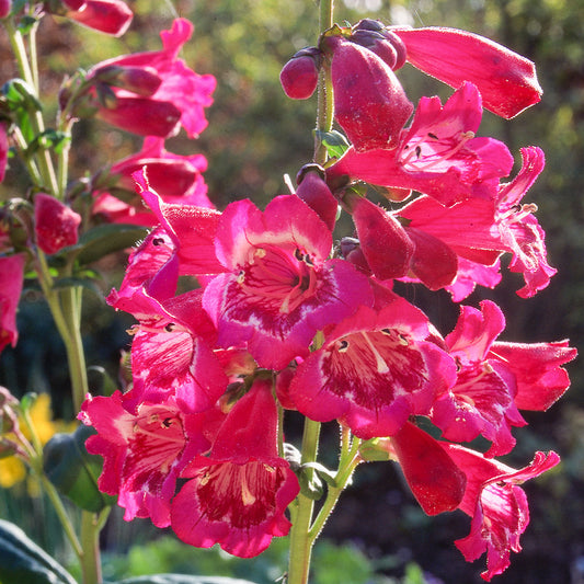 Penstemon 'Geoff Hamilton'