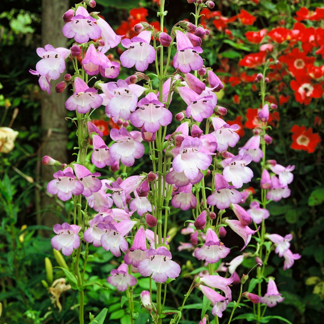 Penstemon Alice Hindley in the Penstemon bed at Barnsdale Gardens