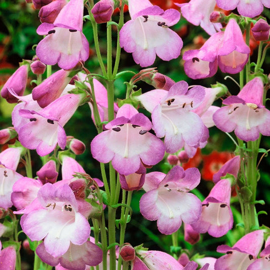 Penstemon 'Alice Hindley'