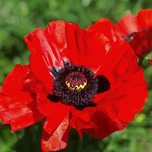 Papaver orientale 'Beauty of Livermere'