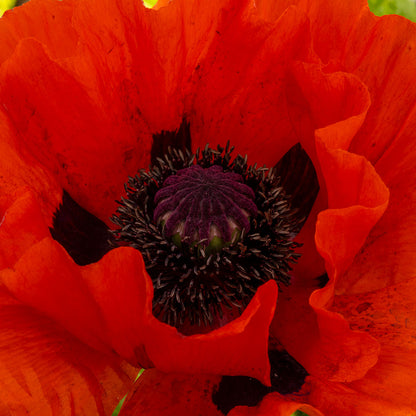 Close up of Poppy, Papaver orientale Dwarf Allegro