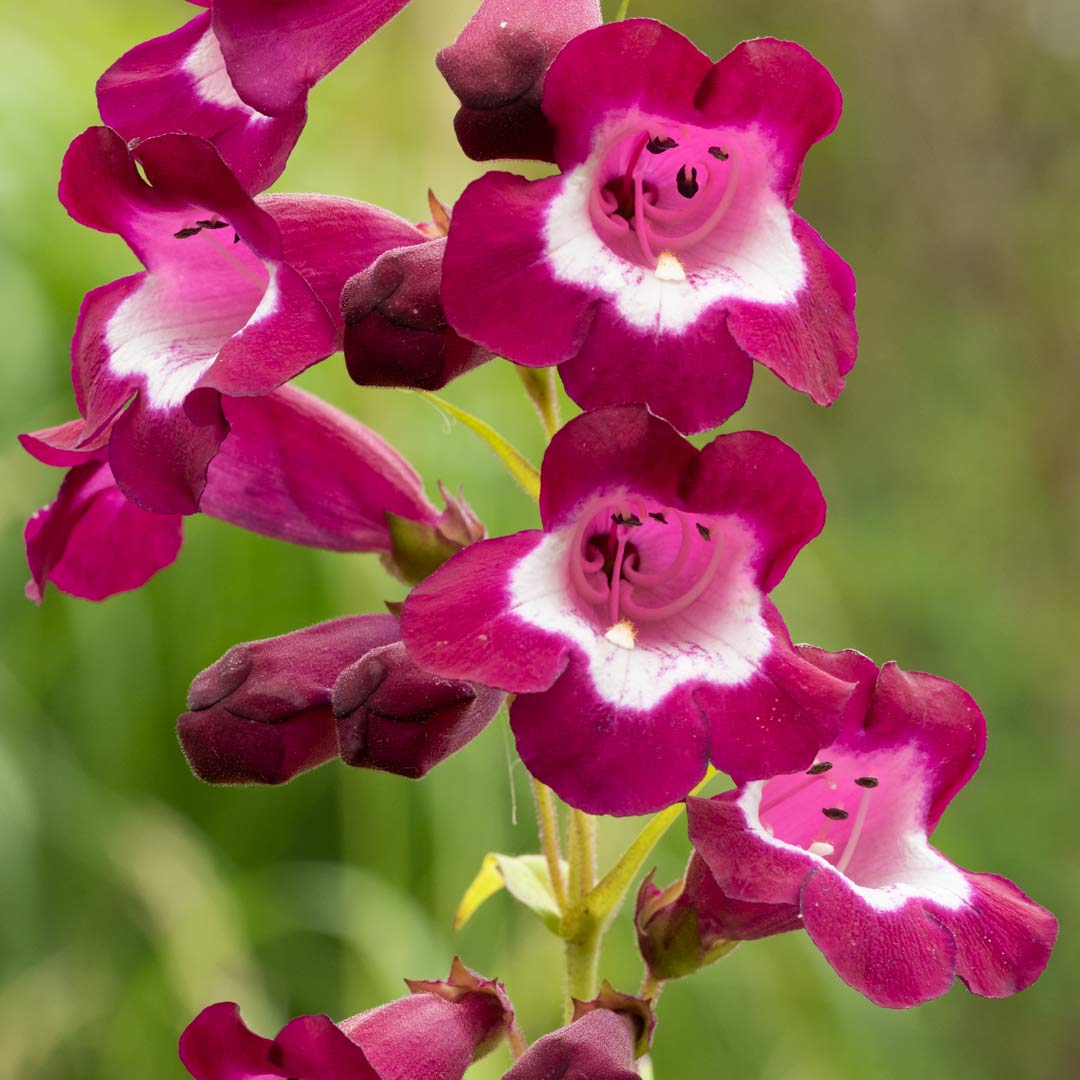 Penstemon 'Charles Rudd' – Barnsdale Gardens