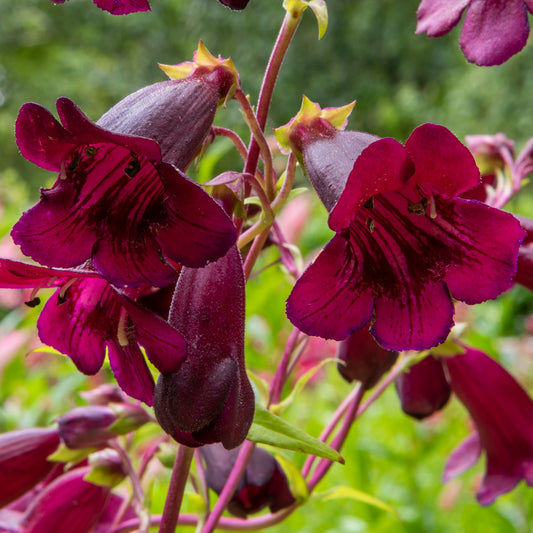 Penstemon 'Pensham Plum Jerkum'