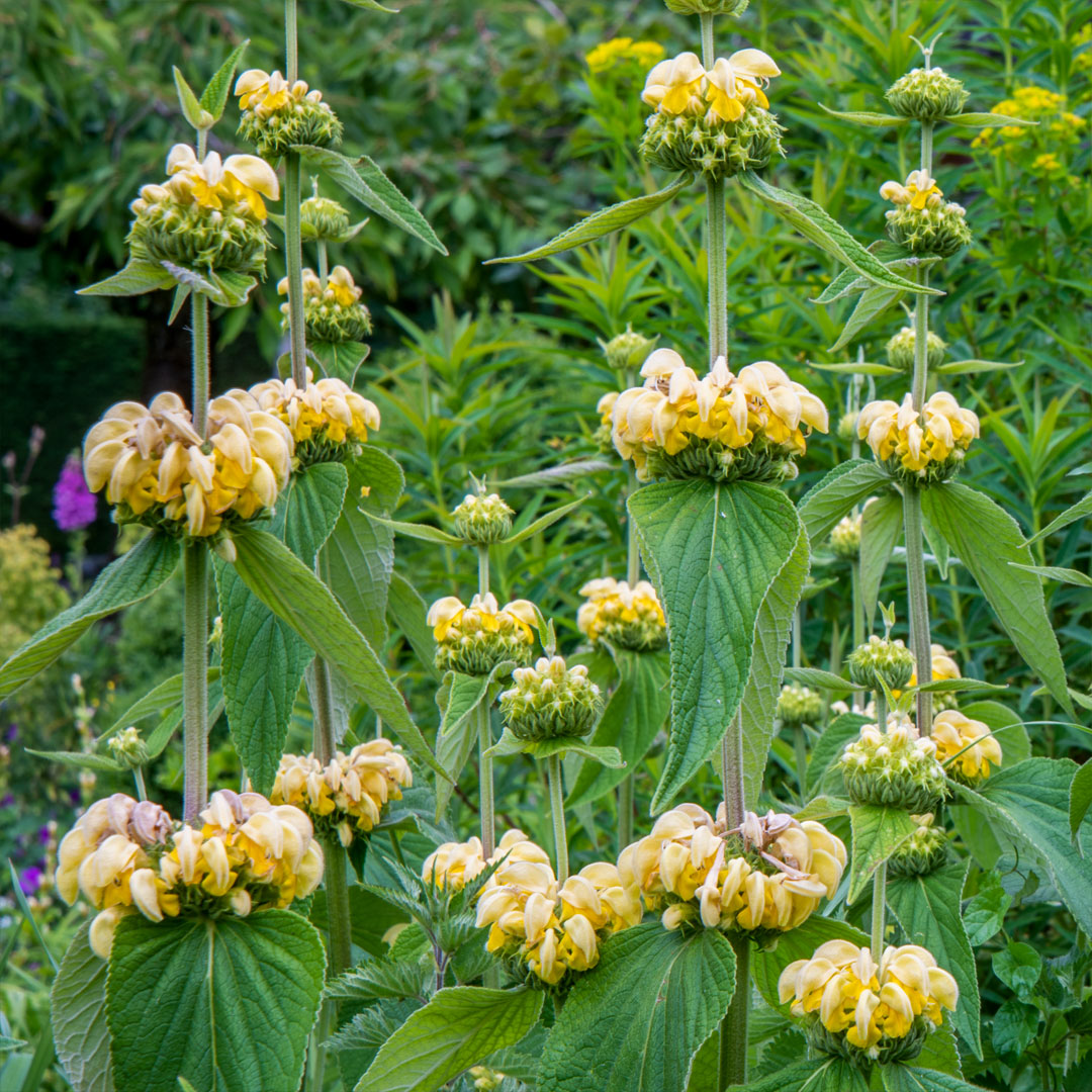 Phlomis russeliana in an herbaceous border at Barnsdale Gardens