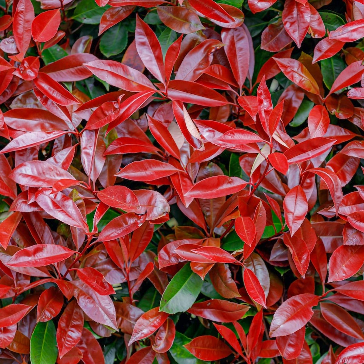 Phobinia Photinia x fraseri 'Little Red Devil' – Barnsdale Gardens