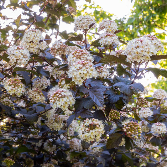 Physocarpus opulifolius 'Diablo'
