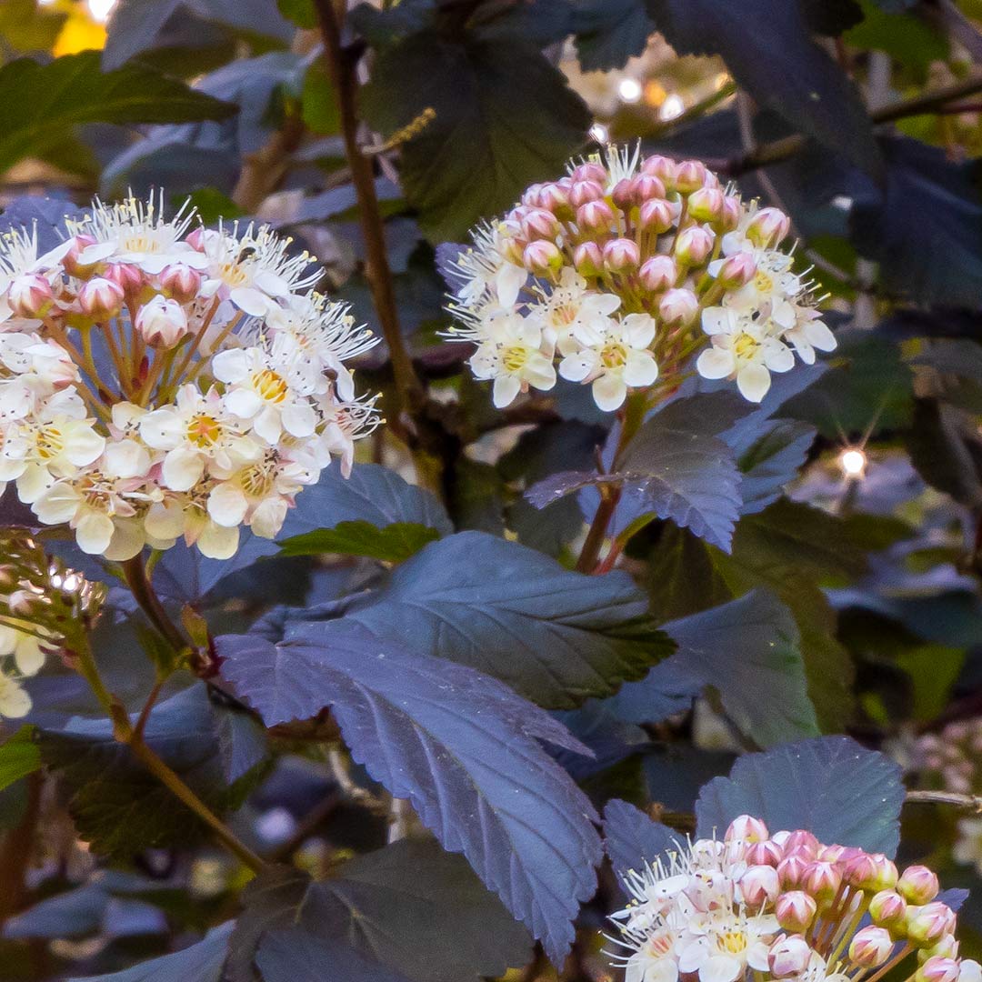 Physocarpus Opulifolius Little Devil Barnsdale Gardens physocarpus-opulifolius-little-devil-barnsdale-gardens