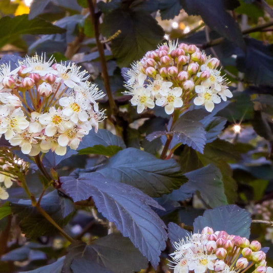 Physocarpus opulifolius 'Little Devil'