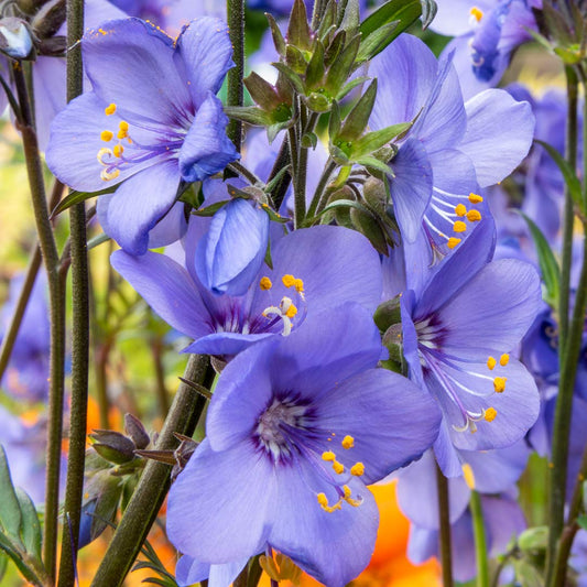 Polemonium 'Bressingham Purple'