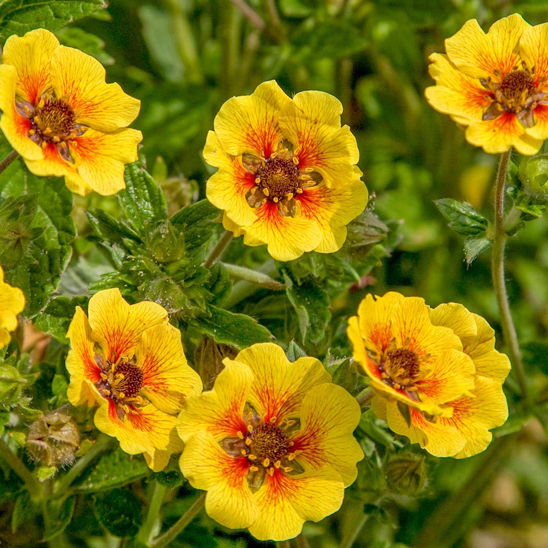 Potentilla 'Esta Ann'