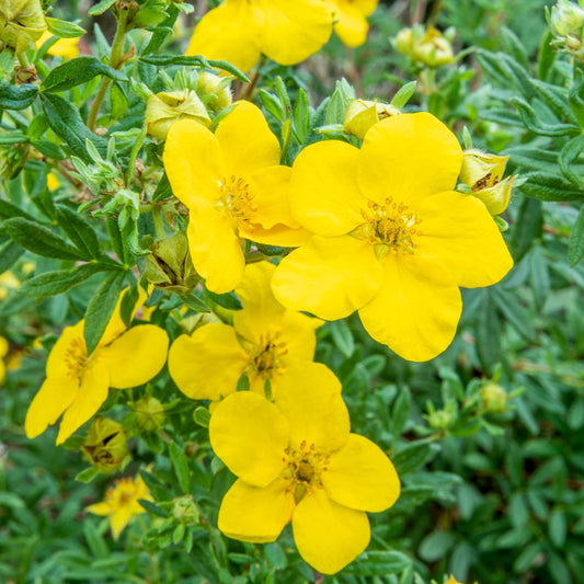 Potentilla fruticosa 'Goldfinger'