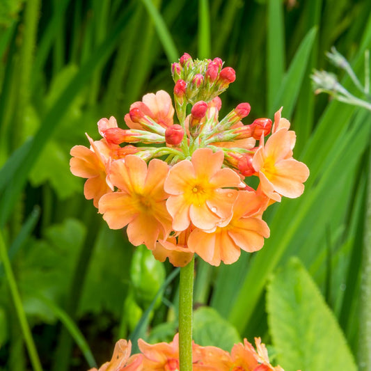 Primula bulleyana