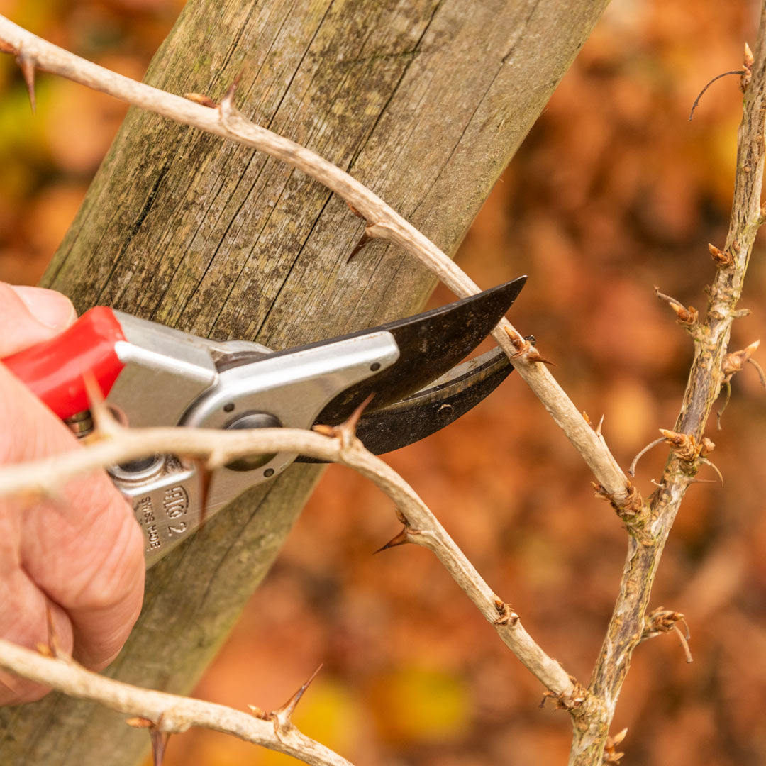 Pruning Fruit course at Barnsdale Gardens. Pruning gooseberry,