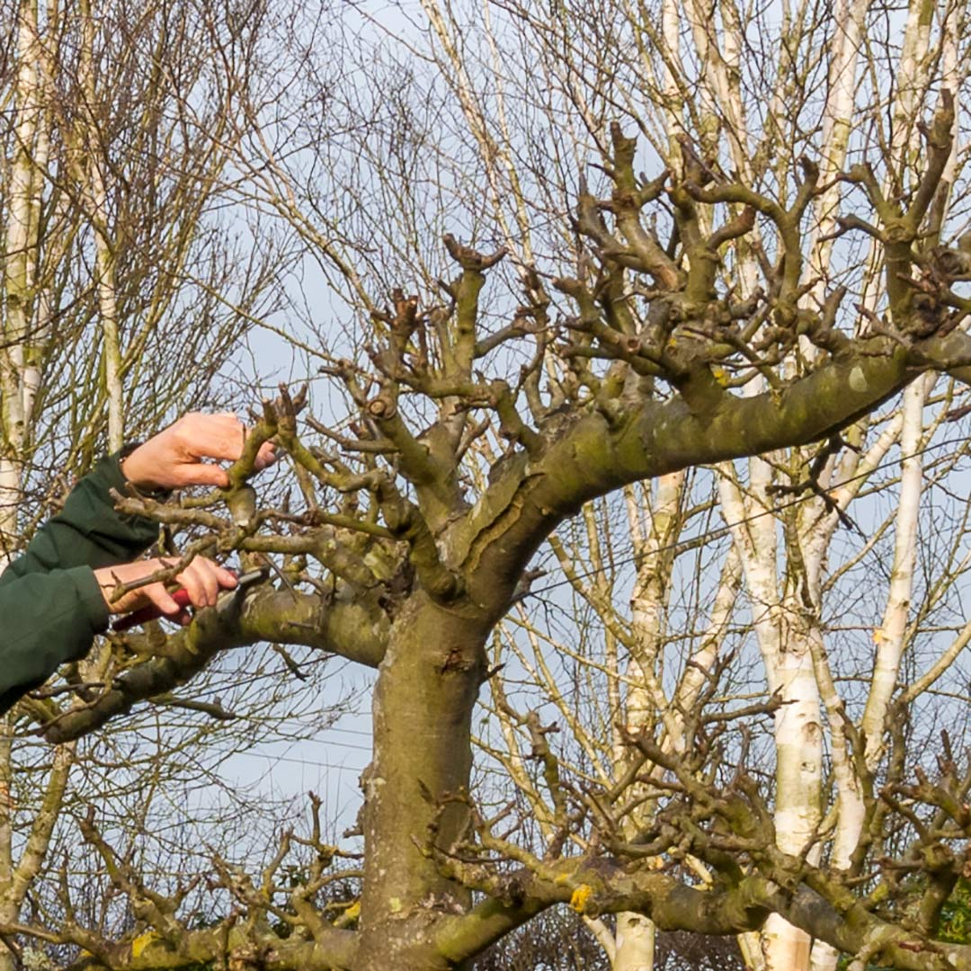 Pruning Fruit course at Barnsdale Gardens. Pruning apple,