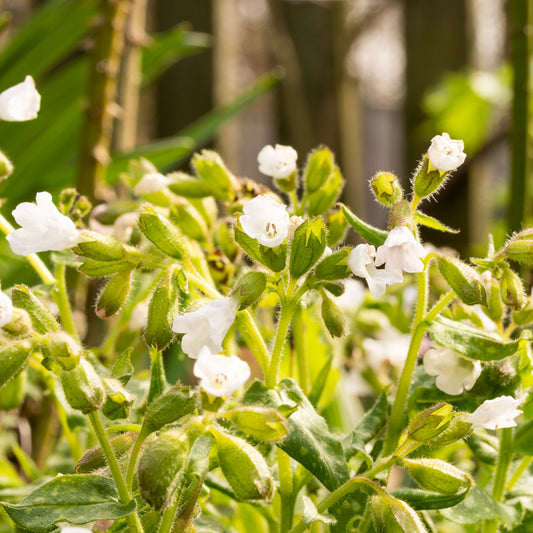 Pulmonaria saccharata 'Sissinghurst White'