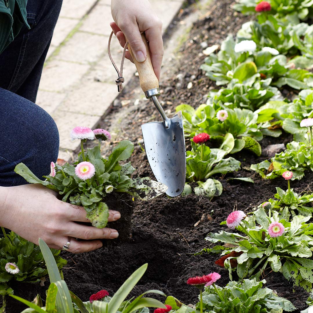 Stainless steel gardening hand trowel, being used in the garden for planting out annuals.