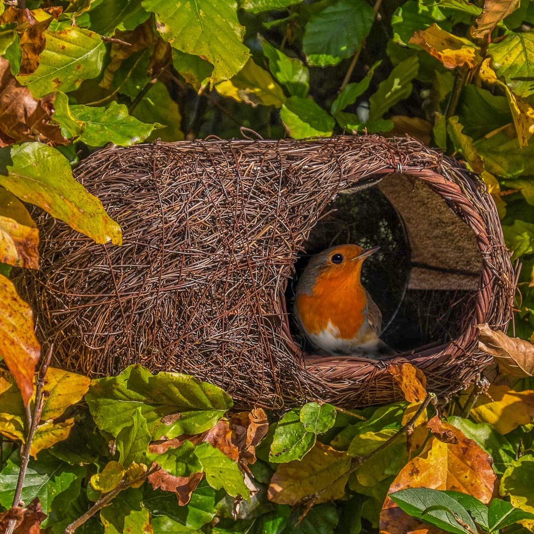 Brushwood Robin Nester, with a Robin sitting in the opening.