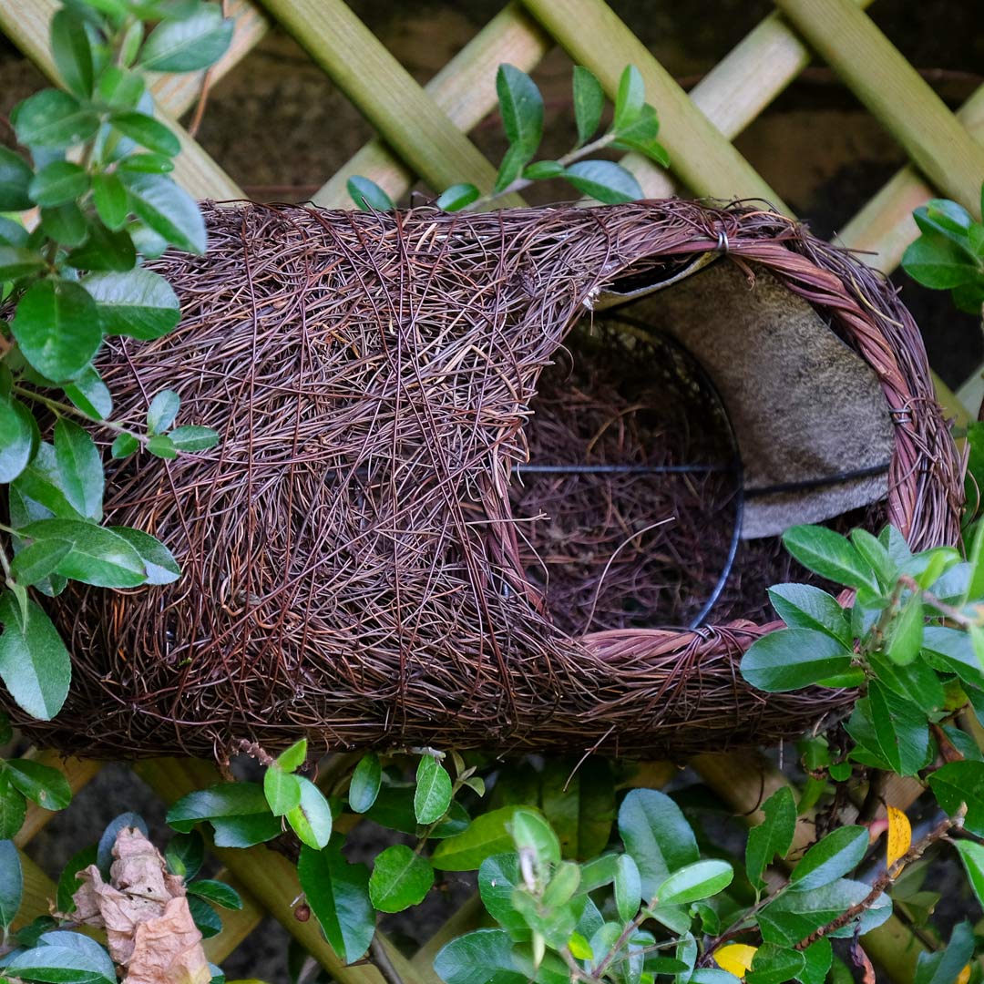 Brushwood Robin Nester attached to trellis