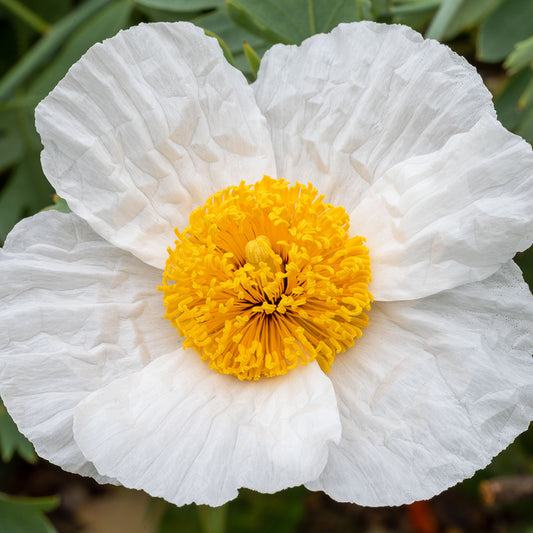 Romneya coulteri