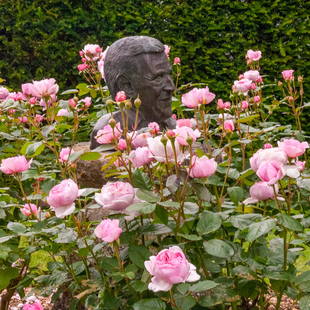 Bust of Geoff Hamilton surrounded by the Geoff Hamilton Rose - Rosa 'Geoff Hamilton'