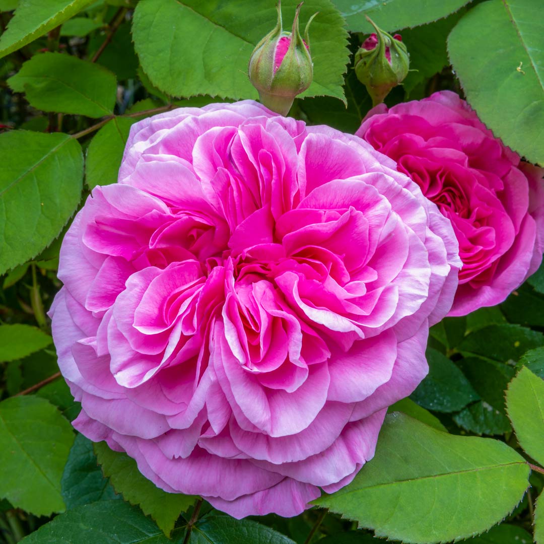 Climbing English Rose - Rosa 'Gertrude Jekyll'