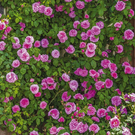 Rosa 'Gertrude Jekyll' (Climbing)
