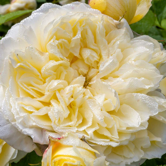 Climbing rose: Rosa 'The Pilgrim'