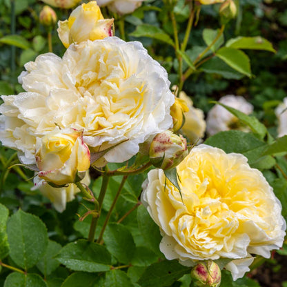 Yellow blooms and buds of Rosa 'The Pilgrim' (climbing)