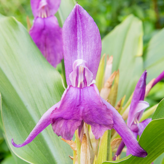 Roscoea purpurea