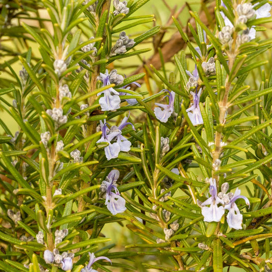 Rosmarinus officinalis 'Miss Jessopp's Upright' (Rosemary)