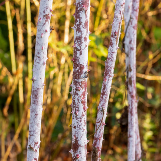 White winter stems of Rubus cockburnianus 'Goldenvale' in the Geoff Hamilton Winter Borders at Barnsdale Gardens.