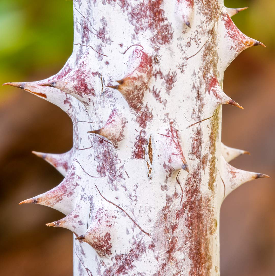 Close up of mottled white winter stem of White-stemmed Bramble, Rubus cockburnianus 'Goldenvale'.