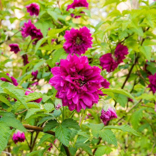 Rubus spectabilis 'Olympic Double'