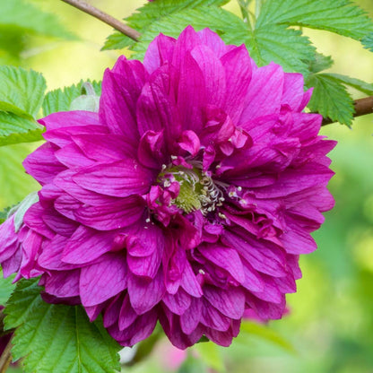 Close up of Rubus spectabilis 'Olympic Double' (Salmonberry)