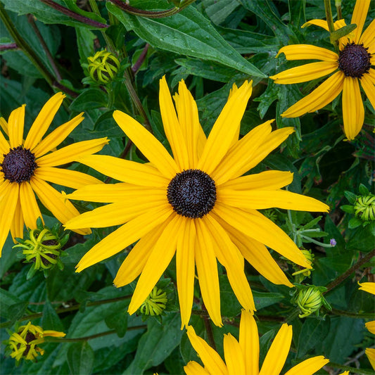 Rudbeckia fulgida sullivantii 'Goldsturm'