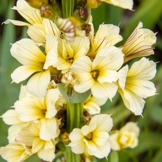 Sisyrinchium striatum in the Mediterranean Garden at Barnsdale Gardens