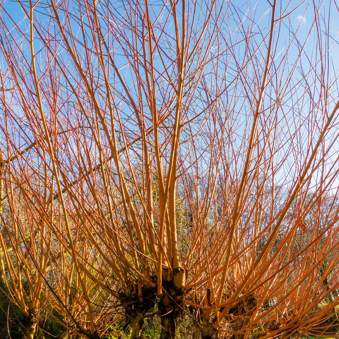 Salix alba var. vitellina 'Britzensis' (Coral Bark Willow) at Barnsdale Gardens