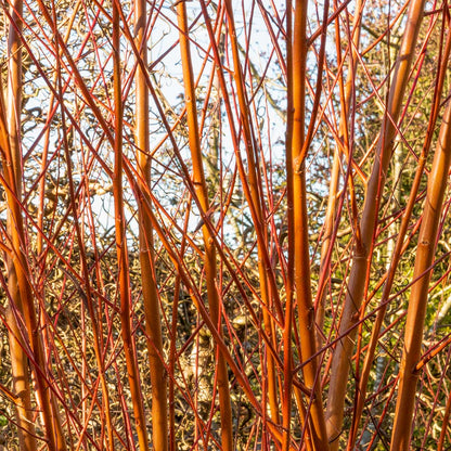 Close up of winter stems of Coral Bark Willow, Salix alba var. vitellina 'Britzensis' at Barnsdale Gardens