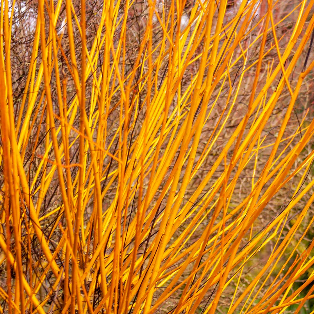 Salix × fragilis 'Basfordiana' at Barnsdale Gardens