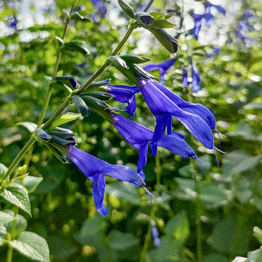 Salvia guaranitica 'Blue Enigma'