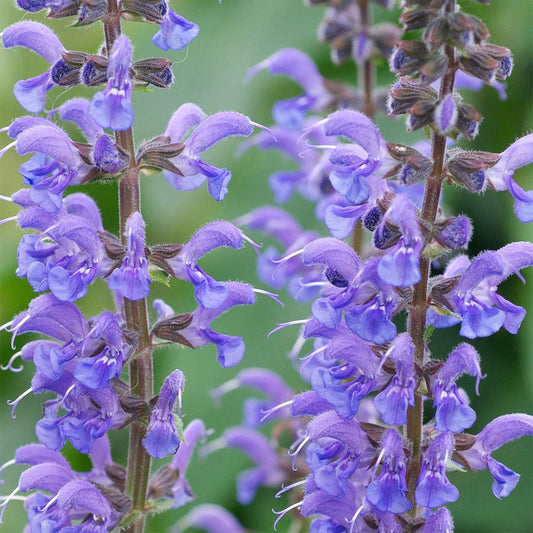 Salvia x sylvestris 'Rhapsody in Blue'