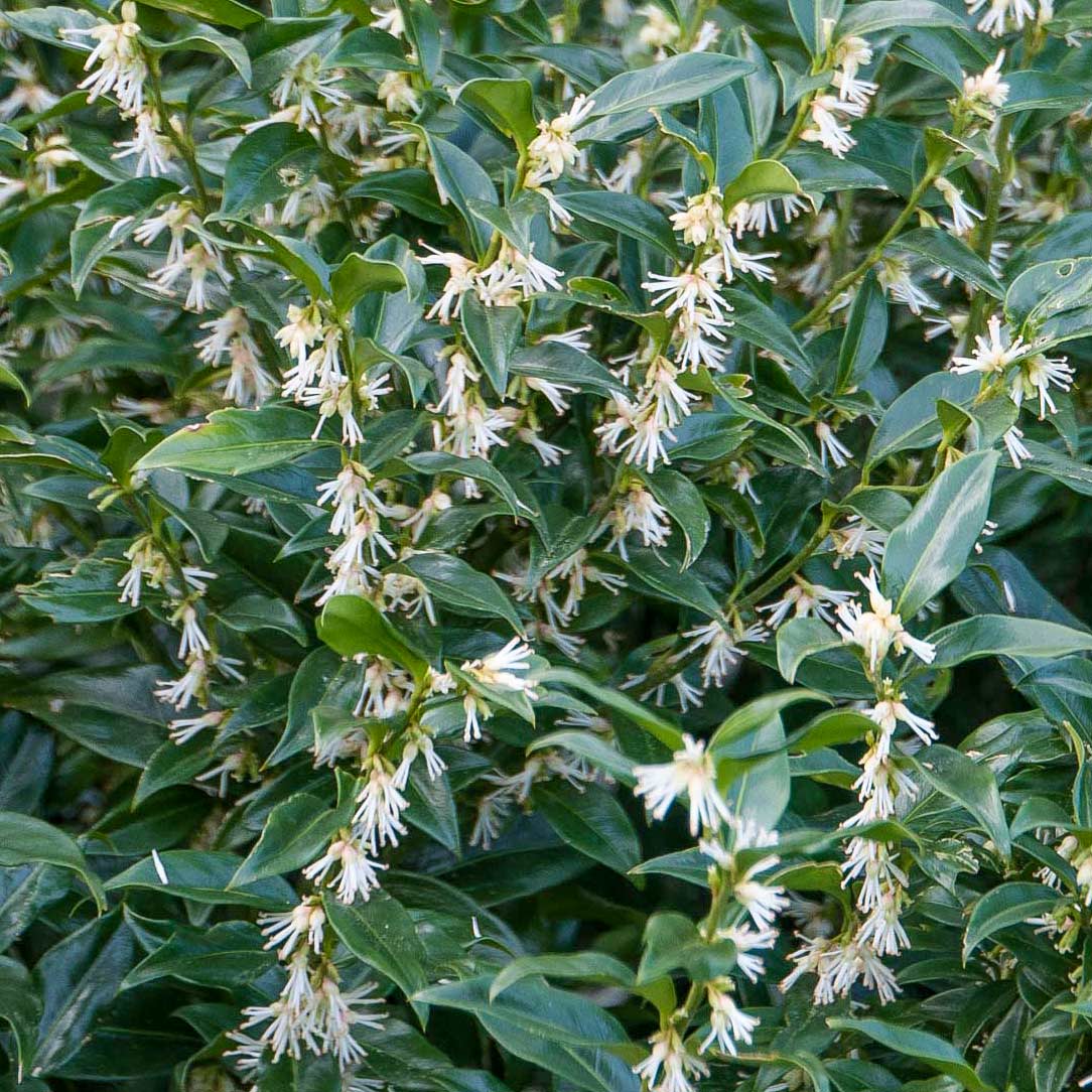 Sarcococca Humilis Sarcococca hookeriana var. humilis – Barnsdale Gardens